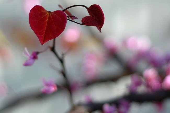 Spring Love: Embracing Renewal and Romance